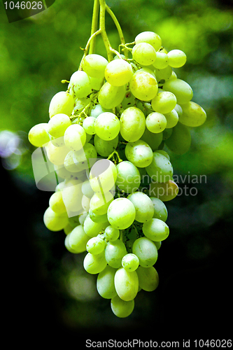 Image of Grapes