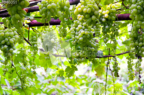 Image of Grape vinery