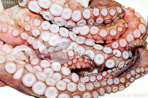 Image of Octopus arms