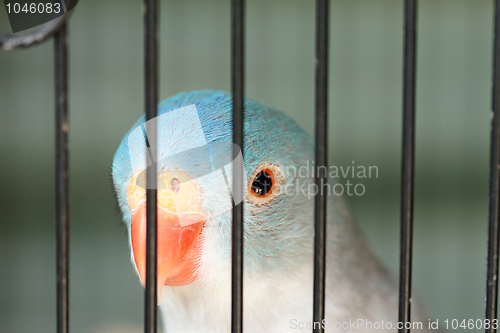 Image of Bird in a cage