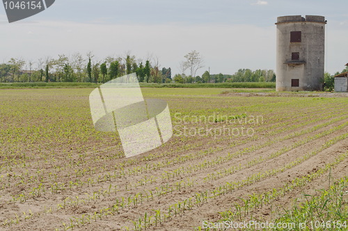 Image of New plantations are coming for next season