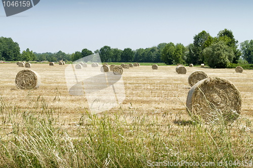 Image of Hay balls on field