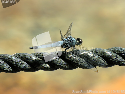 Image of Dragonfly