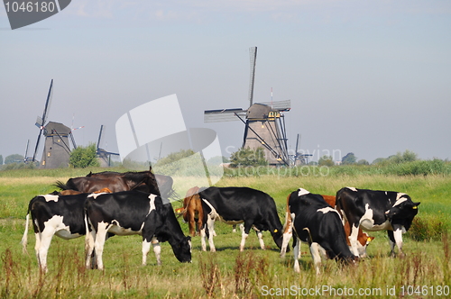 Image of Cows grazing near a mill