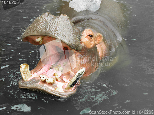 Image of Hippopotamus