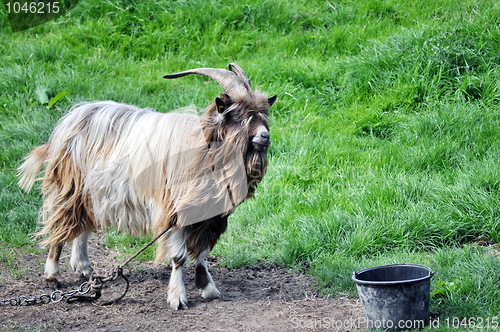 Image of Chained Goat