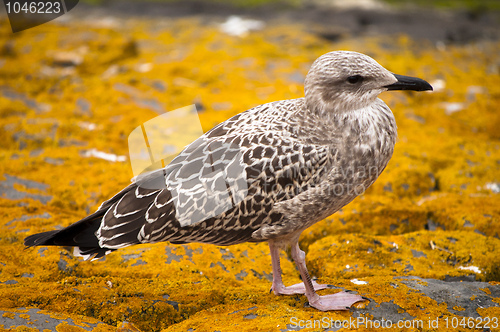 Image of Sea gull