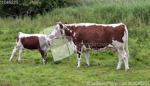 Image of Cows familiy