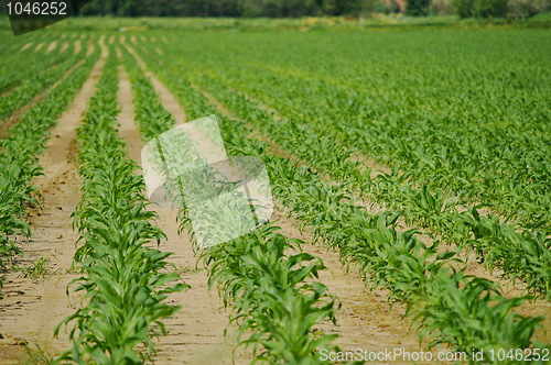 Image of Harvest is borning