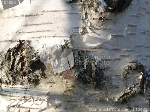 Image of Birch bark