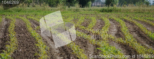 Image of Harvest is borning