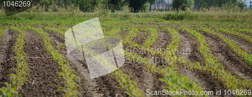 Image of Harvest is borning