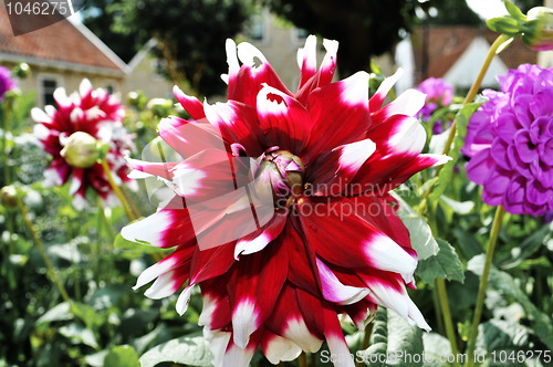 Image of Red and white flower Dahlia