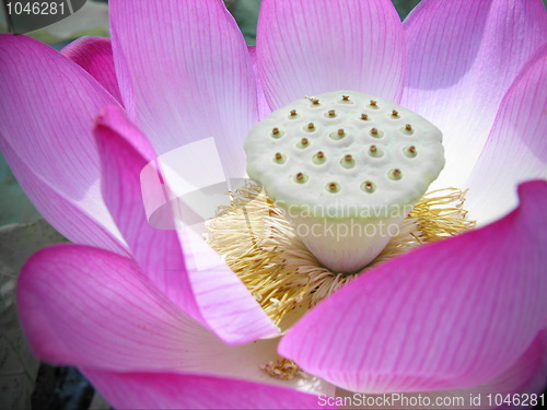 Image of Lotus Macro