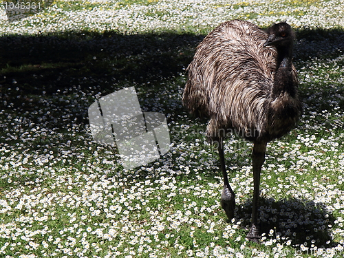 Image of Emu walking on white flowers