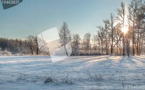 Image of Winter sun