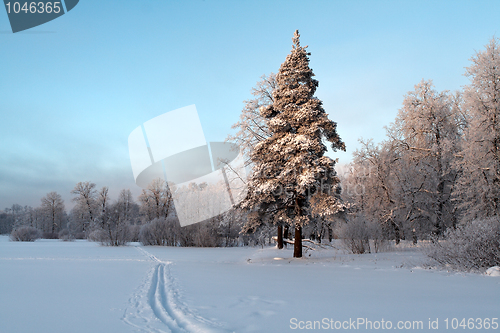 Image of Trees In The Snow
