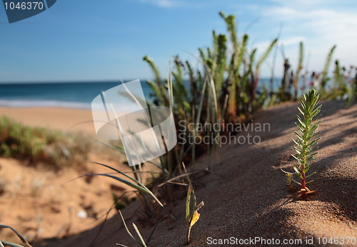 Image of Small plant on a dune