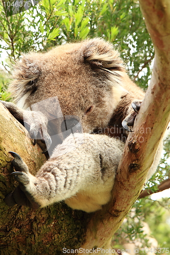 Image of Sleeping koala