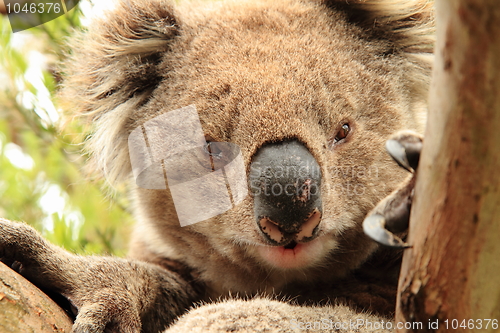 Image of Staring koala