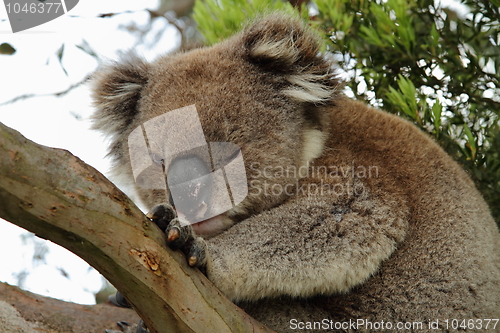 Image of Winking koala