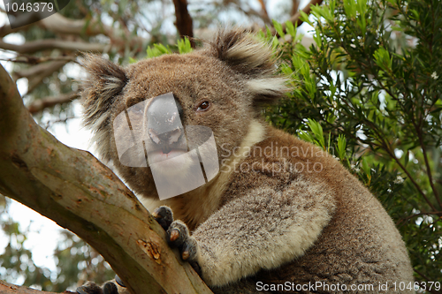 Image of Koala on the alert on a tree