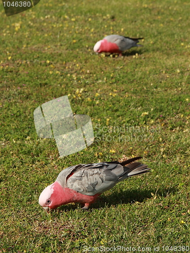 Image of Galah parrots on the lawn