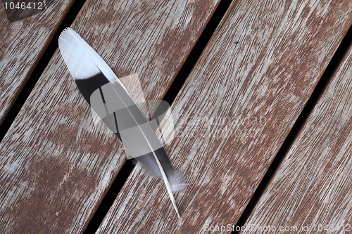 Image of Feather on wood