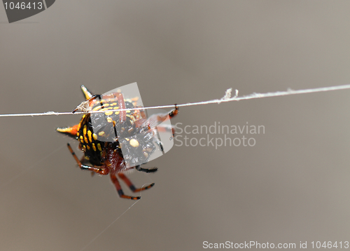 Image of Spider at work