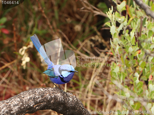 Image of Blue wren