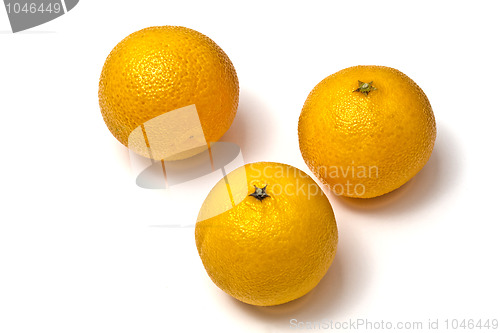 Image of Fresh oranges