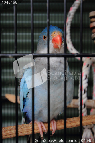 Image of Caged bird