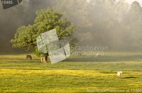 Image of Horses graze peacefully amongst the grass and yellow flowers in the morning mist/fog at sunrise.  Cades Cove, Tennessee, USA.  Smoky Mountains National Park. (12MP camera)