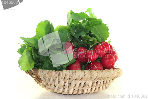 Image of Radish