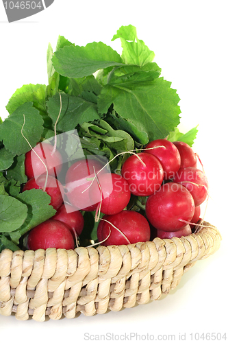 Image of Radish