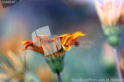 Image of gazania