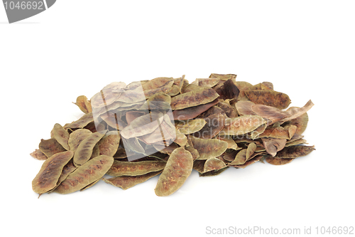 Image of Senna Pods