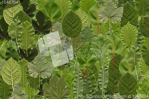 Image of Leaves collage