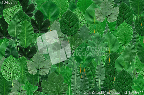 Image of Leaves collage