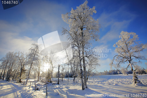 Image of Winter landscape 