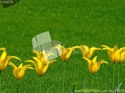 Image of A lot of yellow flowers