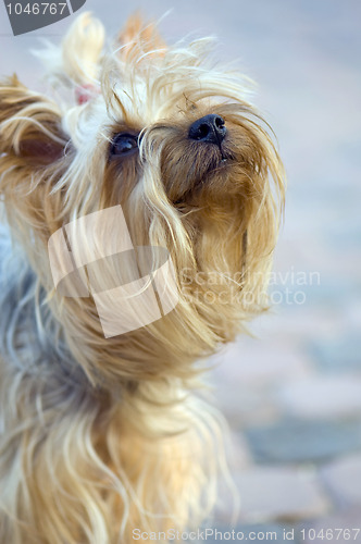 Image of Portrait of Yorkshire Terrier