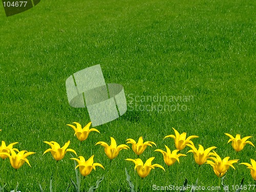 Image of Bunch of yellow flowers