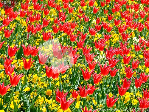 Image of Field of flowers 3