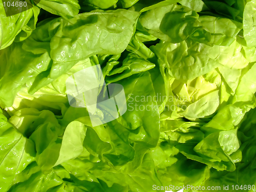 Image of Green lettuce leaves