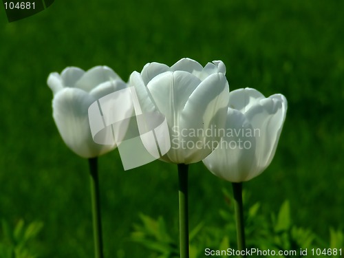 Image of Three white tulips