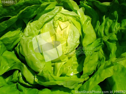 Image of Lettuce