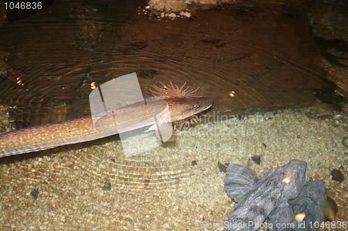 Image of Aquarium fish