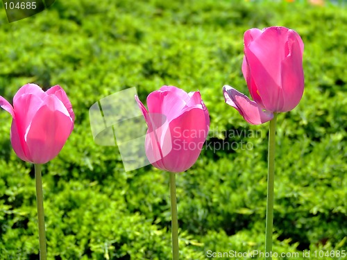 Image of Three pink tulips