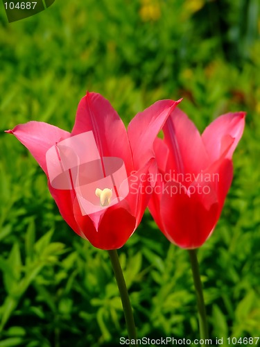 Image of Two pink flowers